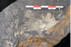 Foto (Detailansicht) von Flabellaria sublongirhachis Ettingshausen (NHMW-GEO-2024-0188-10235)